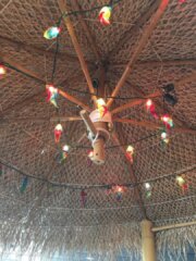 The Parrot Steakhouse and Grill