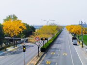 彰化黃花風鈴木