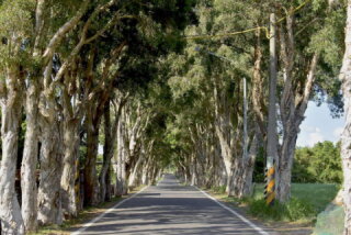 白大理石の緑のトンネル