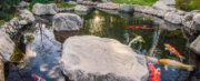 Japanese Friendship Garden