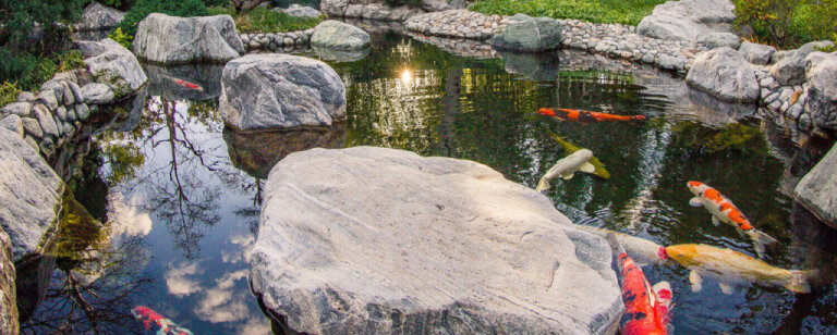 Japanese Friendship Garden