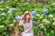 高家繡球花田-第三園區