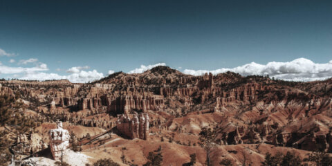 Bryce Canyon Pines