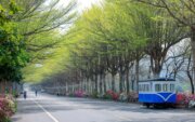 社頭杜鵑花大道