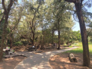 漂流木公園