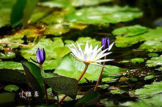 川雅居民宿純淨環境  生態荷花池塘  豐富多元生態