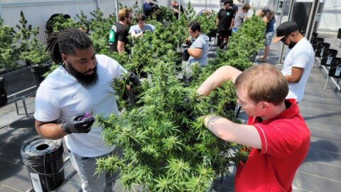 Cannabis College | Learn Sativa University