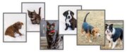 Montgomery Humane Society