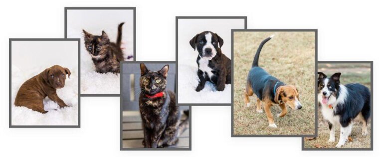 Montgomery Humane Society