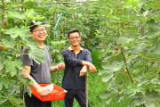 綠野鮮藍帶無花果