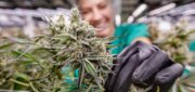 Curaleaf Dispensary Gilbert