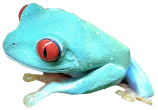 Twin Cities Reptiles