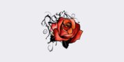 Rose&#039;s Luxury