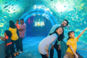 Newport Aquarium