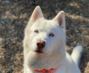 The Humane Society for Tacoma &amp; Pierce County