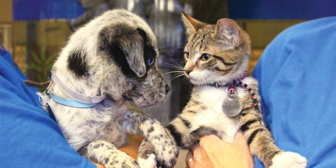 North Shore Animal League America