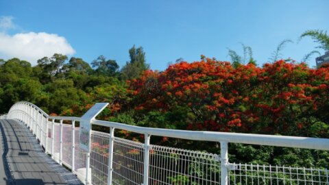 彰化鳳凰花季