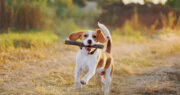 Animal Emergency &amp; Critical Care