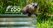 Pueblo Zoo