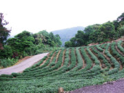 獅公髻尾山登山步道