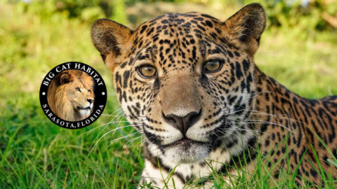 Big Cat Habitat Gulf Coast Sanctuary