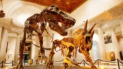 Natural History Museum of Los Angeles County (NHM)