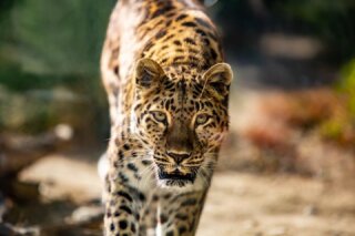 The Living Desert Zoo and Gardens