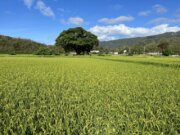 四重溪休閒農業區