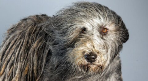 Lesmare Pet Spa &amp; Resort