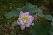 蓮荷園休閒農場