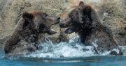 Oakland Zoo