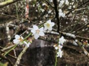 梅嶺休閒農業區