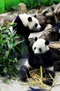 臺北市立動物園