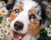 Animal Medical Center