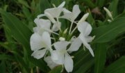 花泉休閒農場