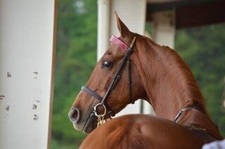 Twin Lakes Stable