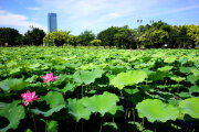 疏洪荷花公園