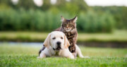 Central Baldwin Veterinary Hospital Inc