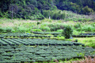 坪之鄉自然生態茶園