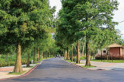 大溪落羽松公園